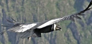 Animales en peligro de extinción en Perú