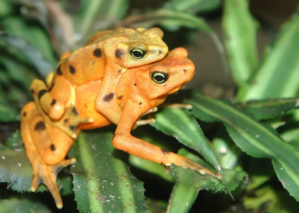 Animales en peligro de extinción en Panamá