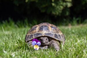 Tortuga Rusa. Foto por Envato.