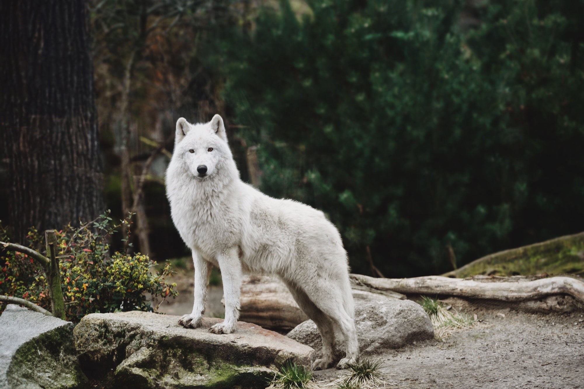 a beautiful white wolf stands on a stone waiting for prey