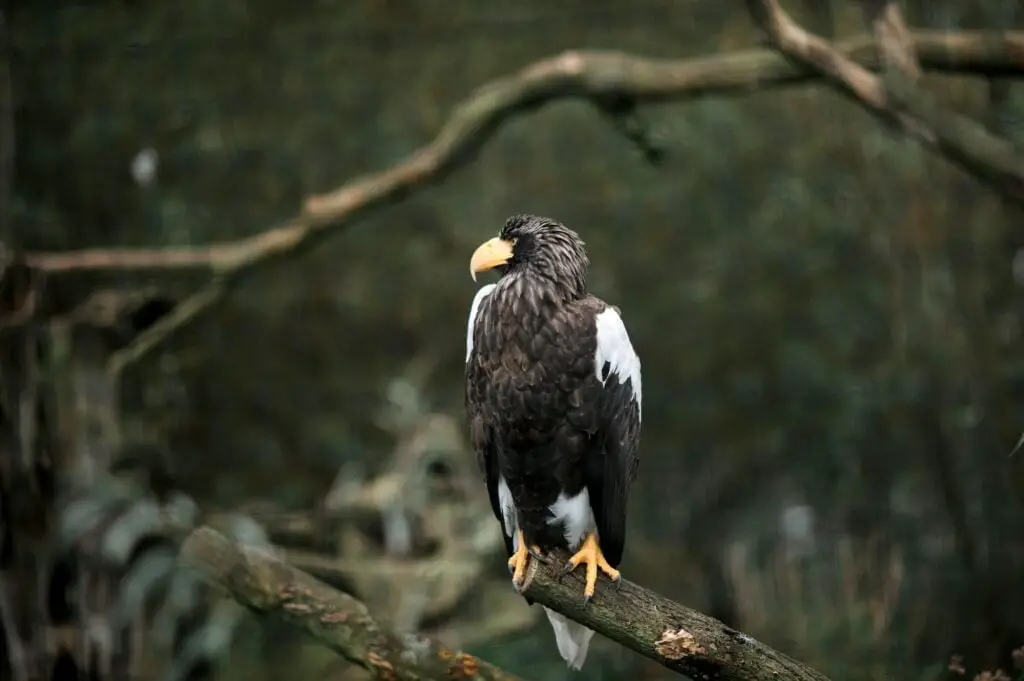 A big black eagle sits on a branch and looks away