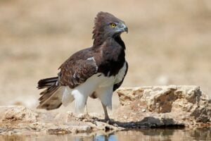 A black-breasted snake eagle (Circaetus gallicus) at a waterhole, Kalahari desert, South Africa