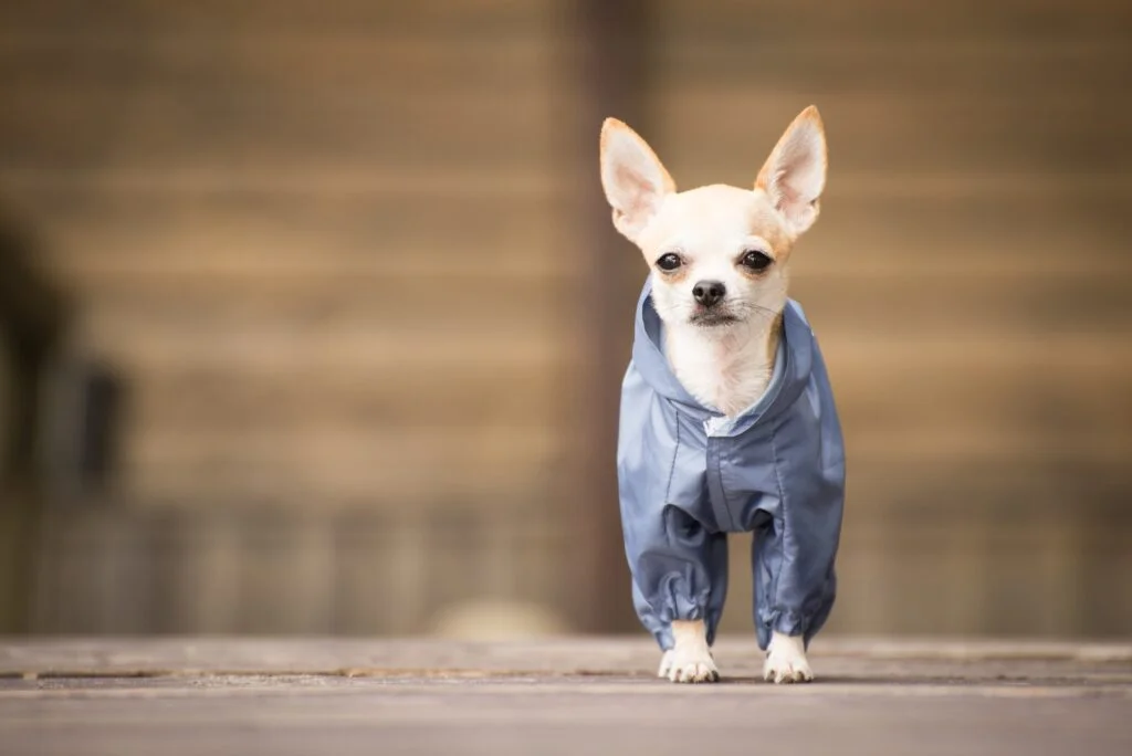 A chihuahua in clothes