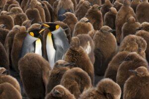 ESPECIES DE PINGÜINOS. Foto por Envato.