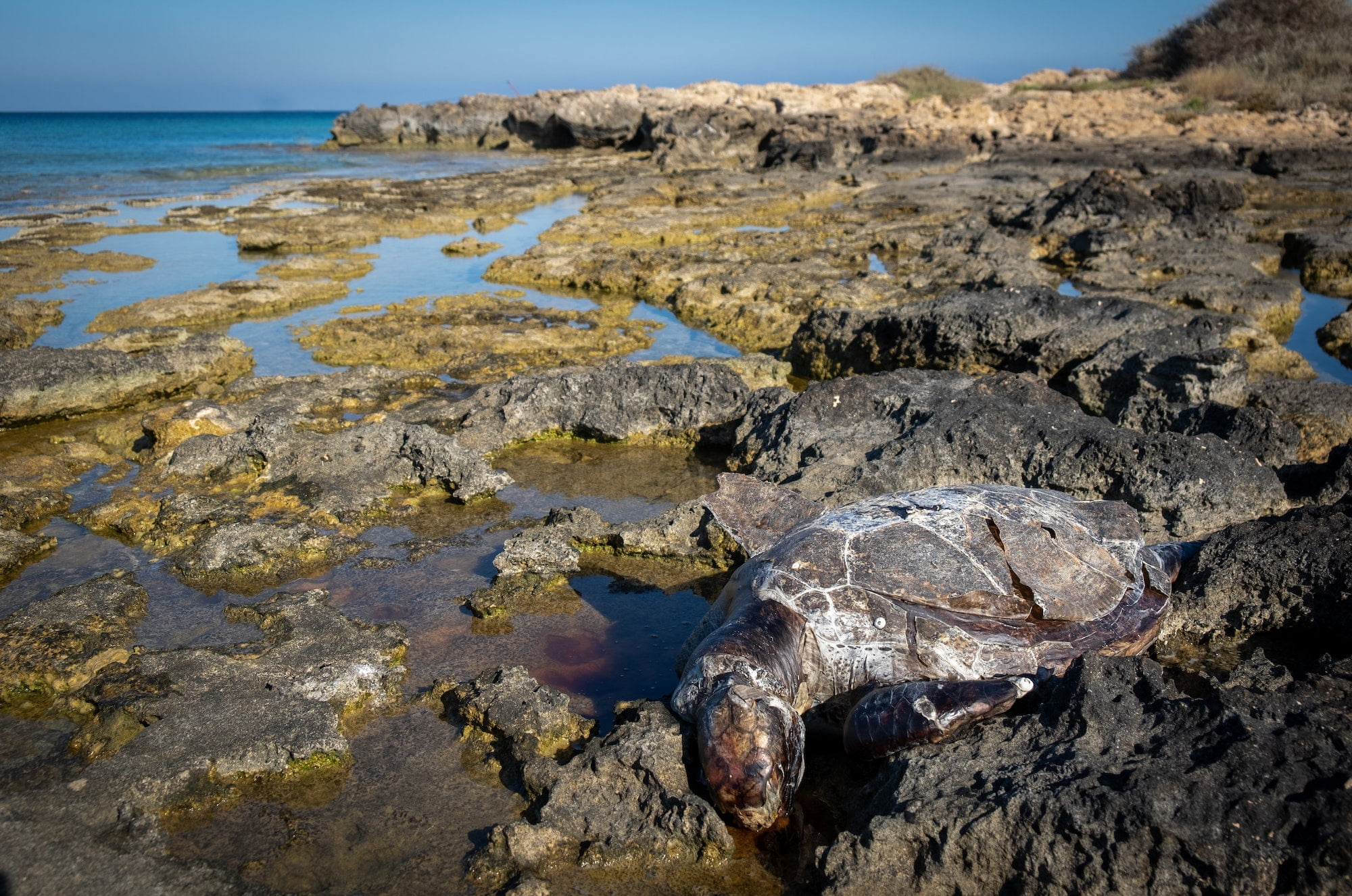 Tortuga Boba. Foto por Envato