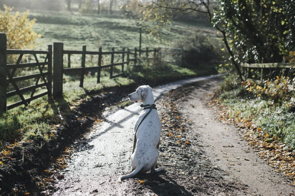 A dog on a country lane in winter.