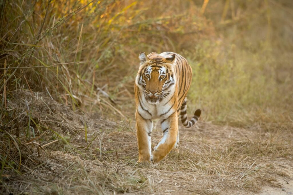 A female tiger in the grassland