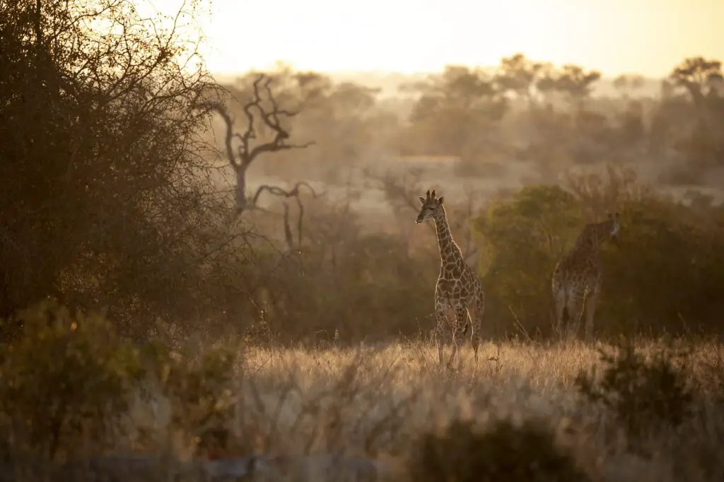 A giraffe calf, Giraffa camelopardalis giraffa, and adult animal at sunset