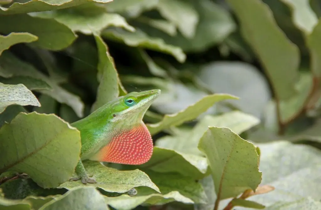 A green anole with red camouflaged in the green leaves bush background