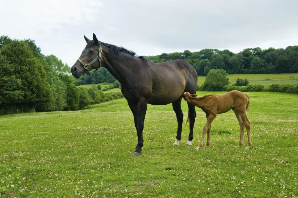 A horse and foal in a field.