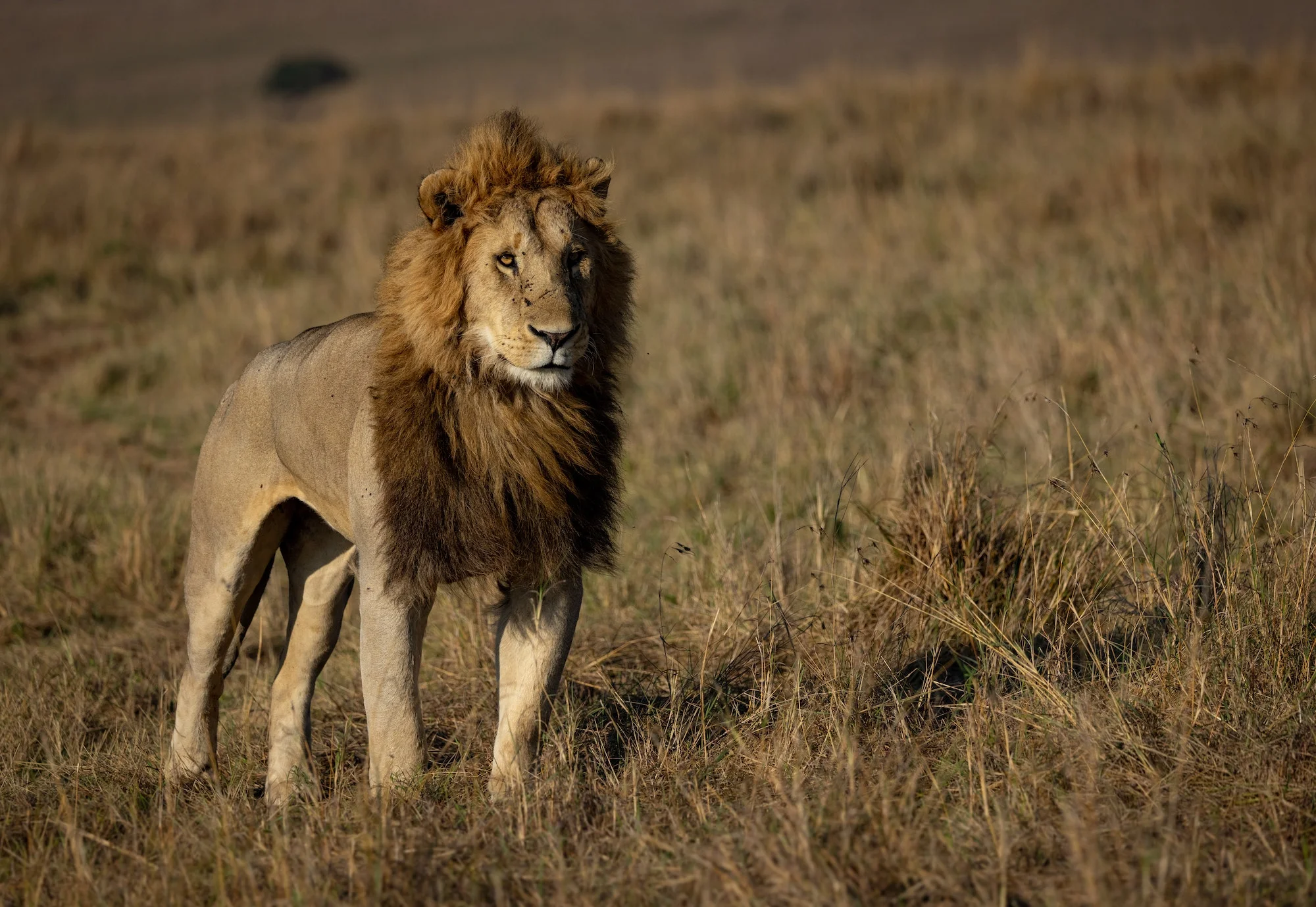 A Lion in Africa