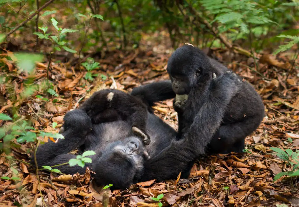 Gorila. Foto por Envato