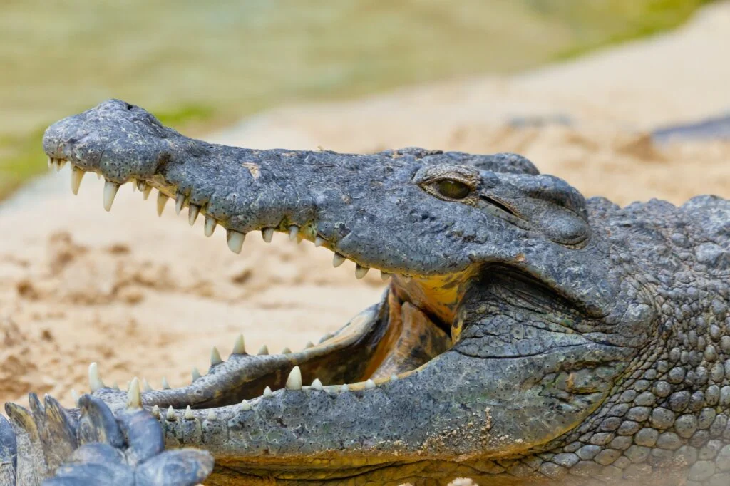 A nile crocodile, Crocodylus niloticus