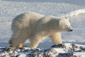 Oso Polar. Foto por Envato.