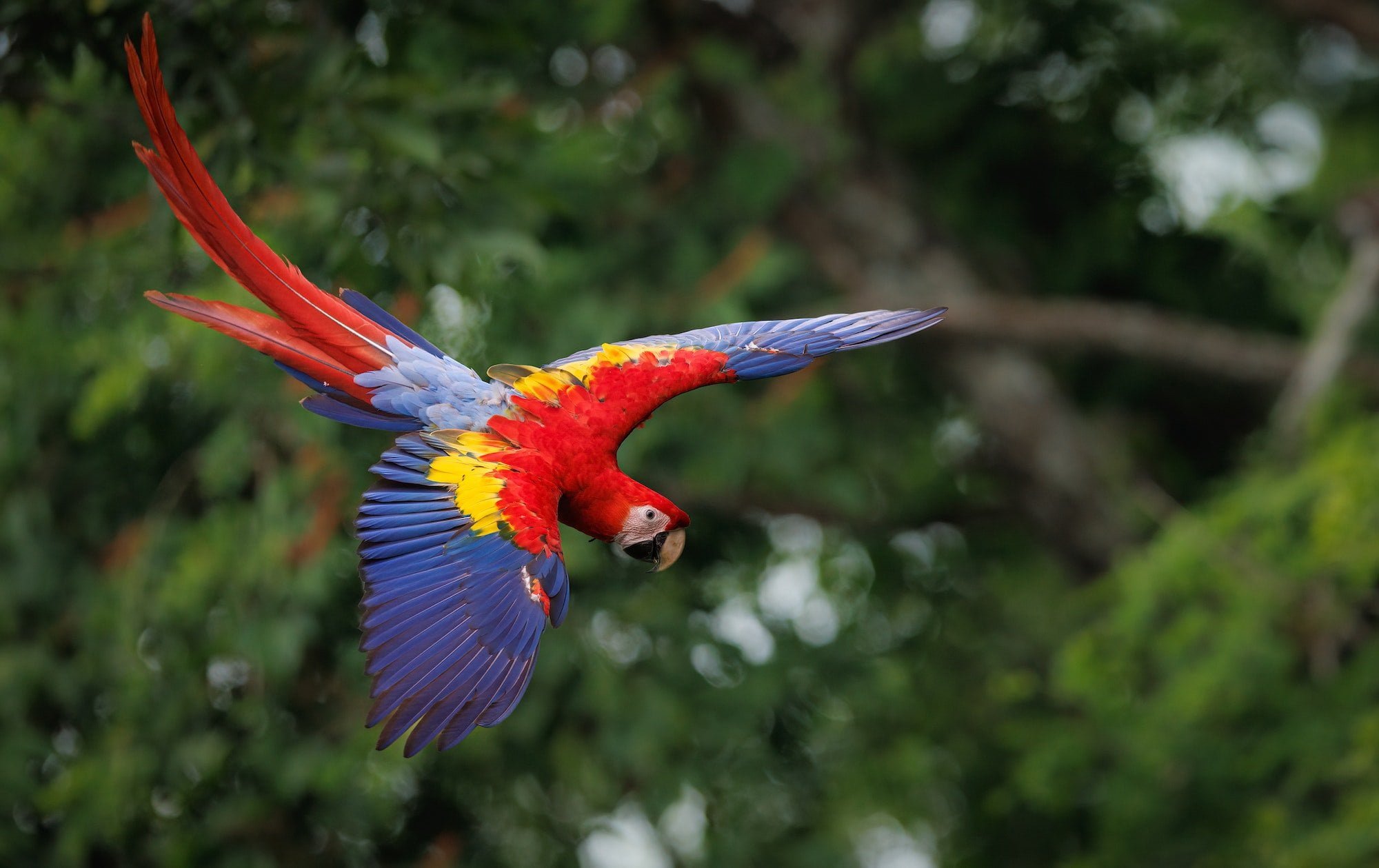 A Scarlet Macaw in Costa Rica