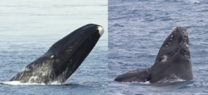 BALLENA BOREAL » Cómo es, Comunicación, Hábitat