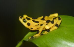 Animales en peligro de extinción en Panamá