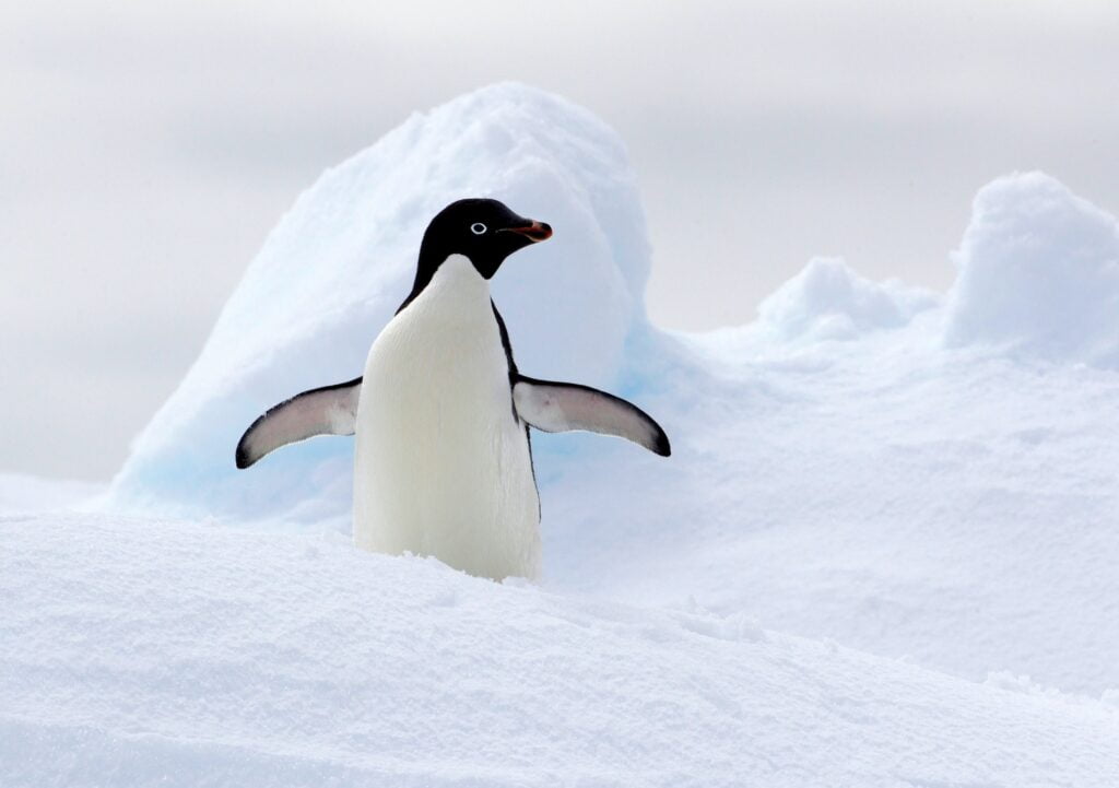 Adelie Penguin on ice floe in the southern ocean, 180 miles north of East Antarctica, Antarctica