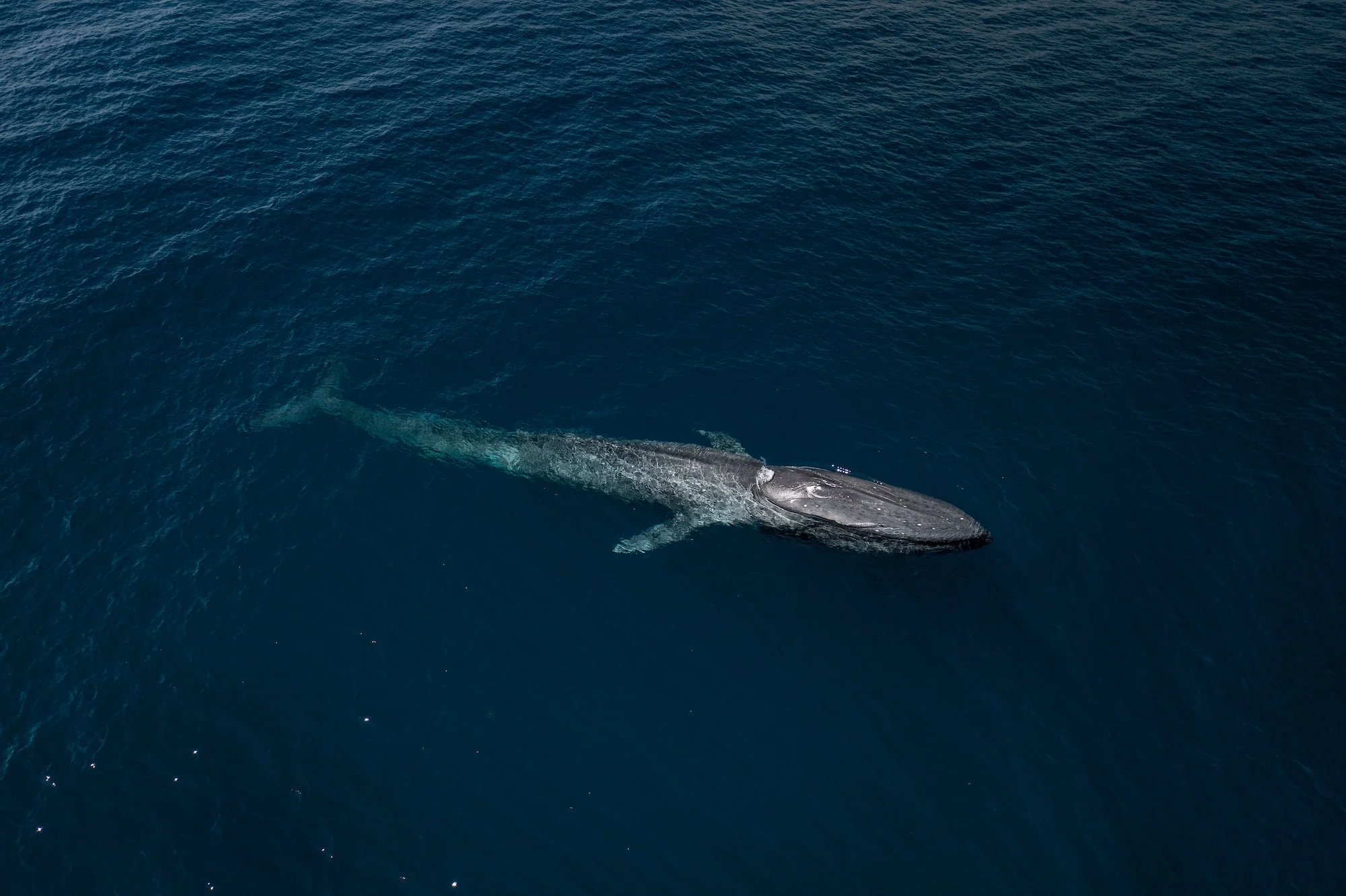 Aerial drone shot of a big blue whale (Balaenoptera musculu) swimming in the blue water