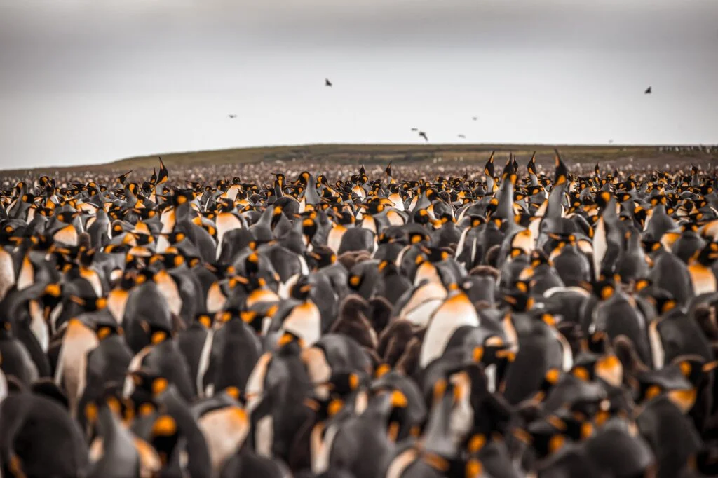 Marcha de pingüinos. Foto por Envato.