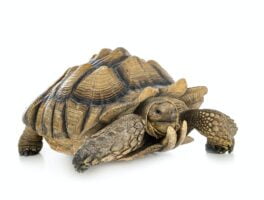 Tortuga Sulcata. Foto por Envato.