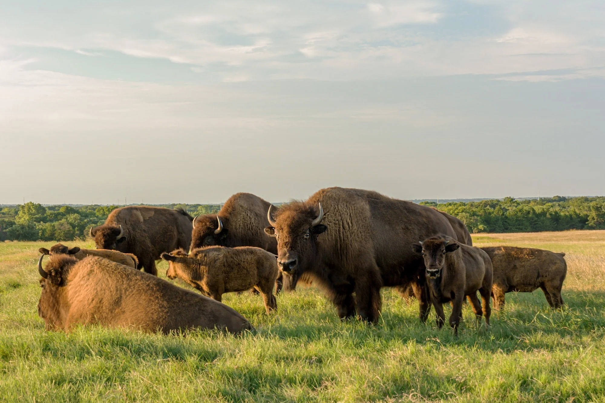 American bisons (Bison bison) in a green field
