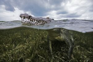 American croc (Crocodylus acutus) at sea surface, Chinchorro Banks, Mexico