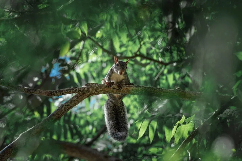 Ardilla en el árbol