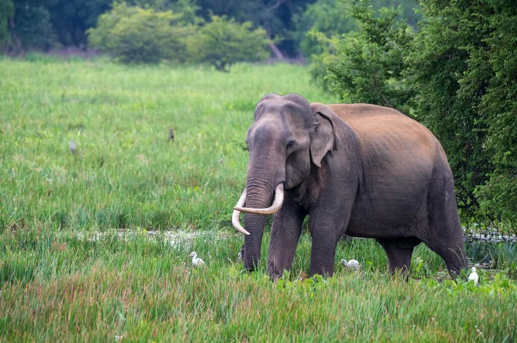 Asian tusker elephant or elephas maximus in wild jungle