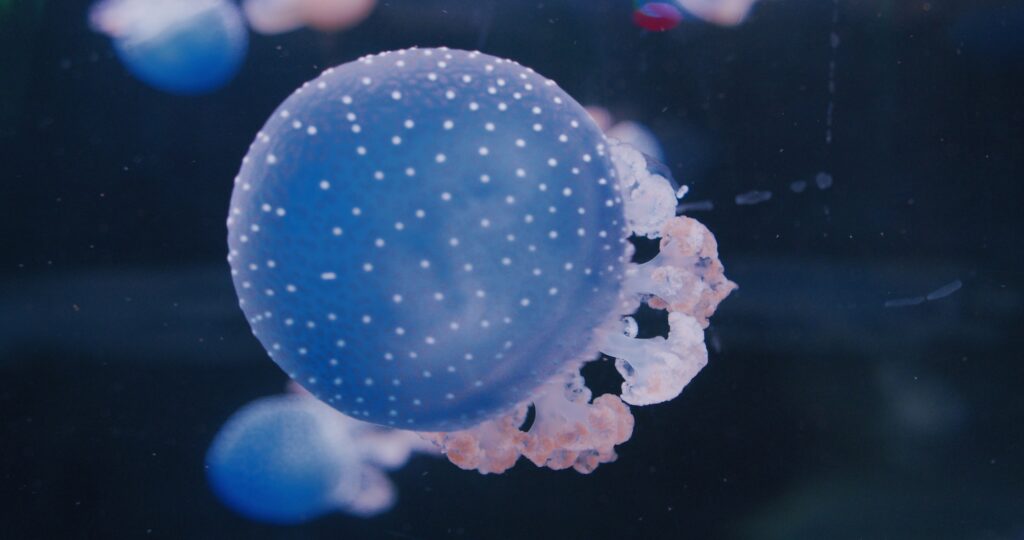 Atlantic sea nettle jellyfish in wild life. Group of swimming luminous invertebrates.