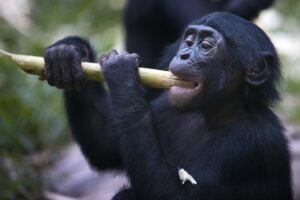 Baby bonobo monkey eating a stick in the Democratic Republic of the Congo