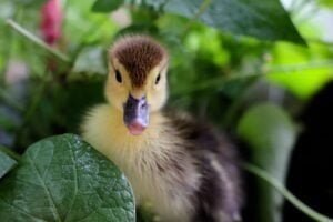 baby duck