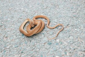 Serpiente bastarda. Foto por Envato.