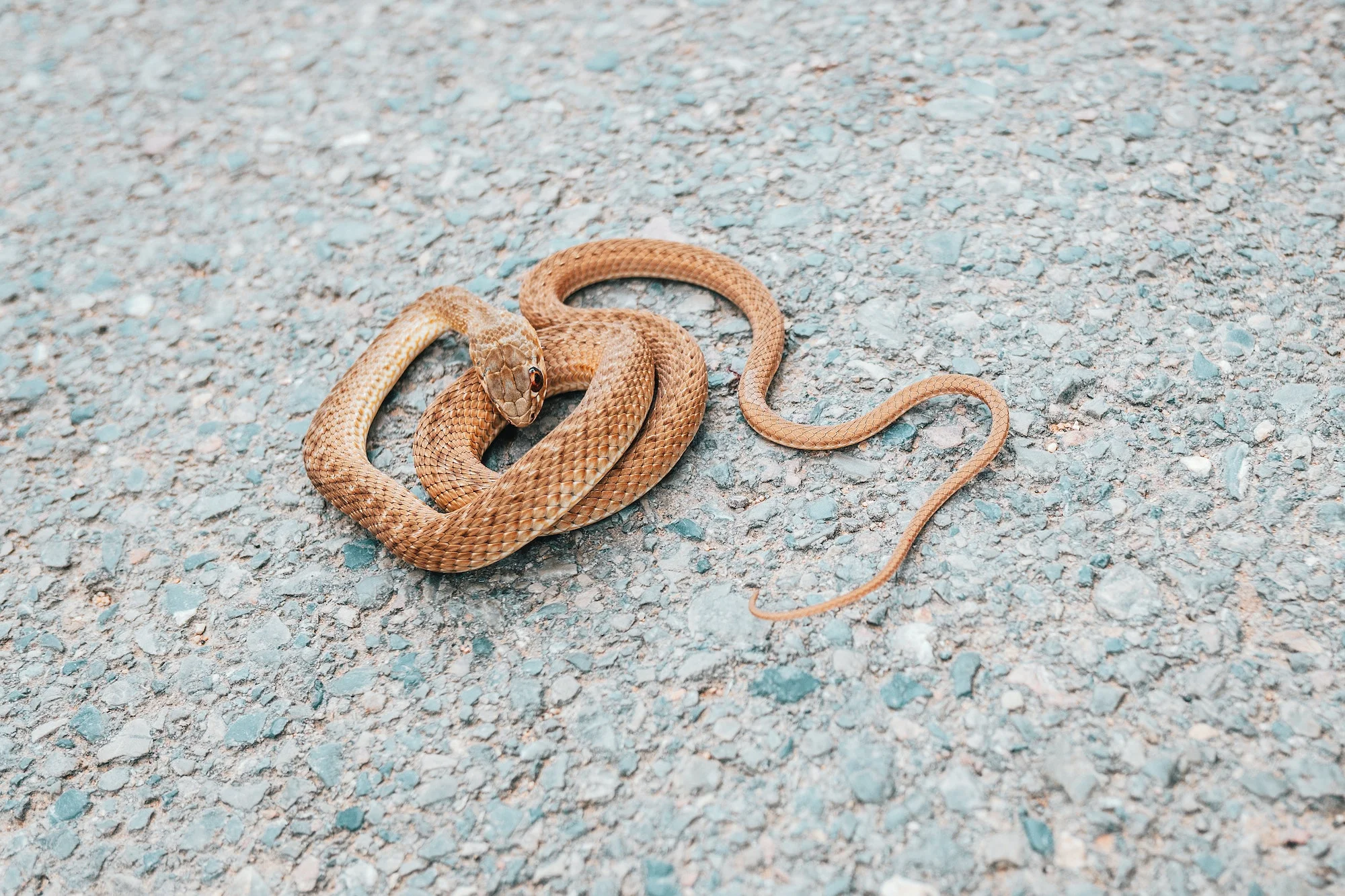 Serpiente bastarda. Foto por Envato.