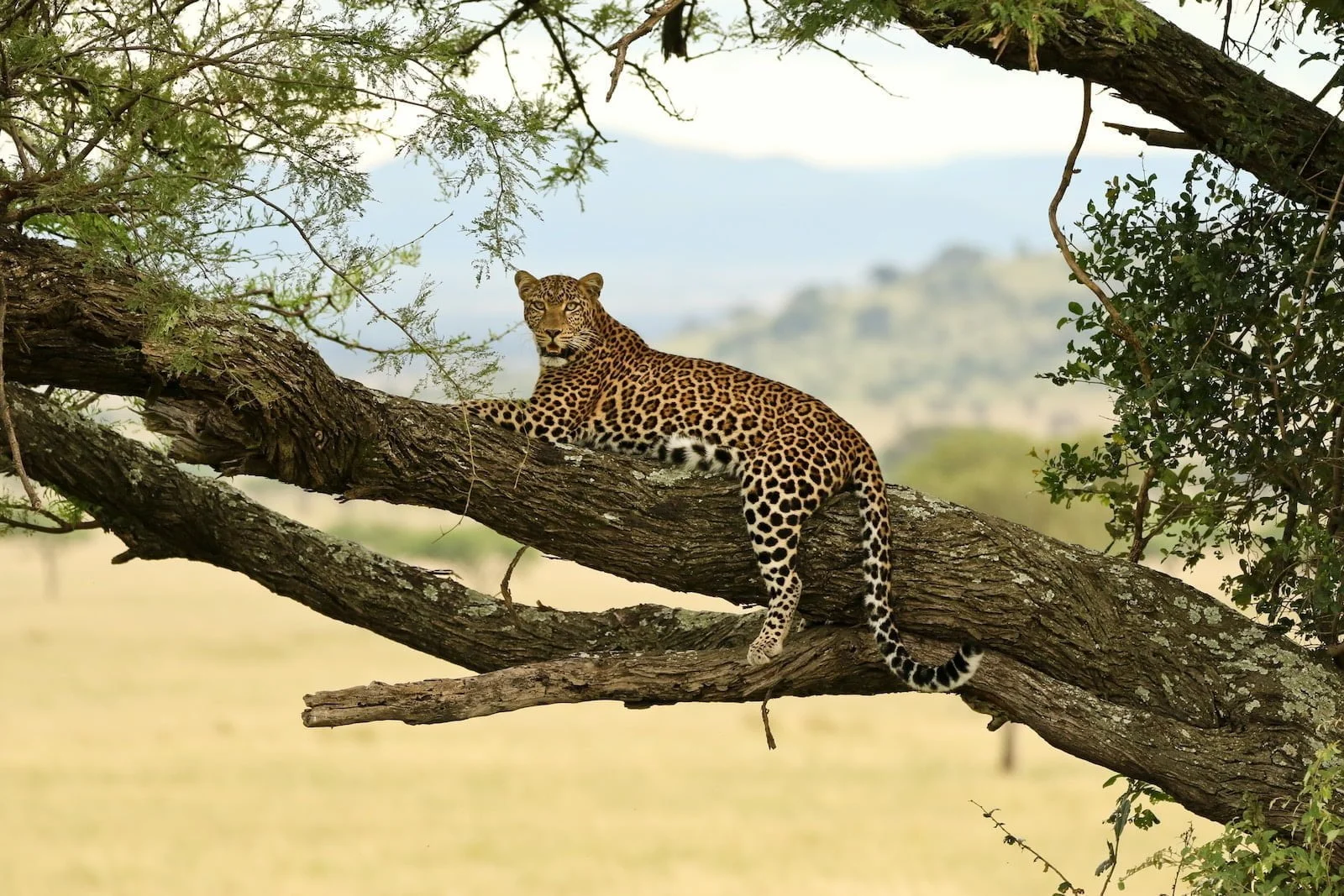 Leopardo africano.