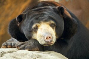 Bear portrait