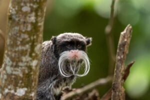Beautiful shot of a bearded emperor tamarin