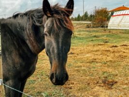 Beautiful thoroughbred horses of dark brown color with a brown mane. Horse close-up portrait.