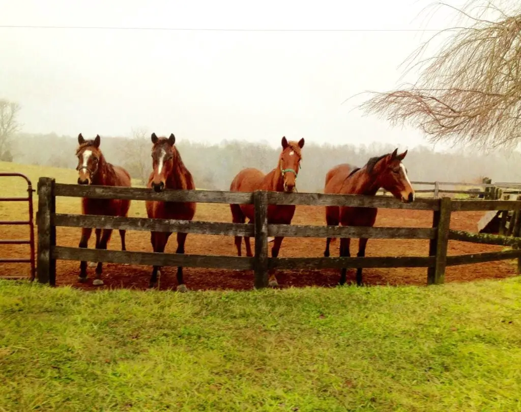 Beautiful thoroughbred horses waiting for horse cookies and carrots
