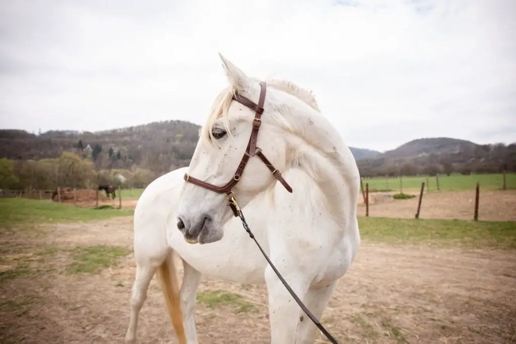 Beautiful white horse portrait