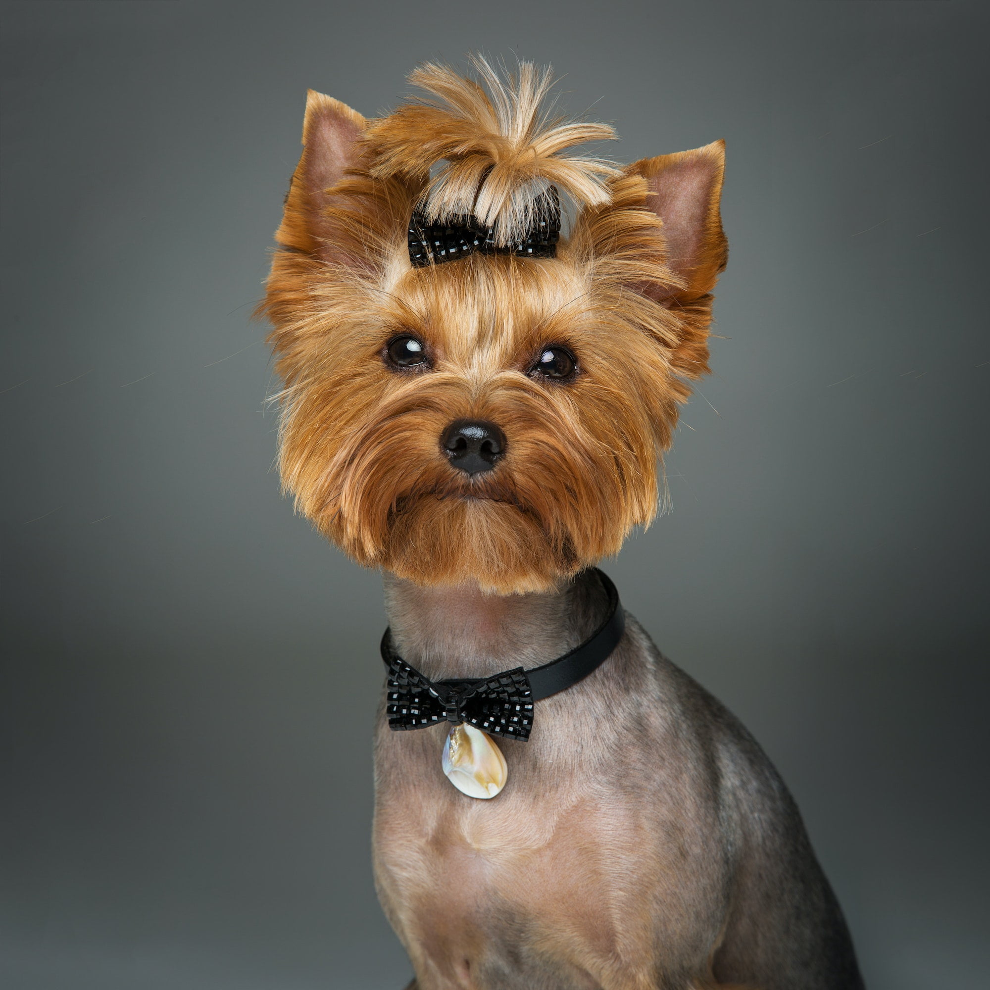 Yorkshire Terrier. Foto por Envato.