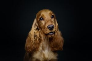 Cocker Spaniel. Foto por Envato.