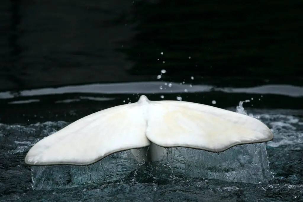 Ballena Beluga