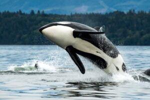 Bigg's orca whale jumping out of the sea in Vancouver Island, Canada