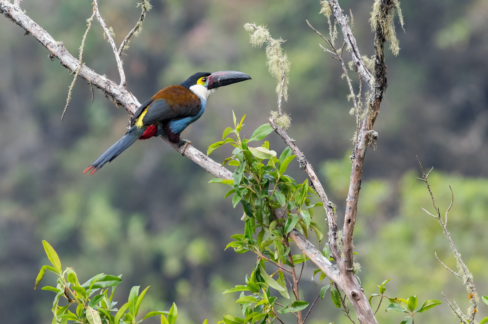 Animales en peligro de extinción en Ecuador