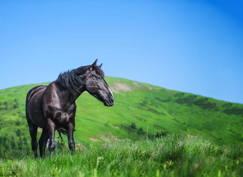 Black horse on a pasture in the mountains. Carpathian mountains, Ukraine, Europe
