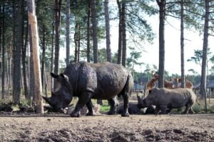 Black Rhino
