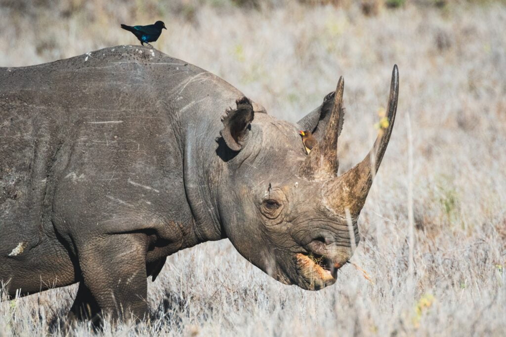 Black rhino - Lewa Wildlife Conservancy, North Kenya