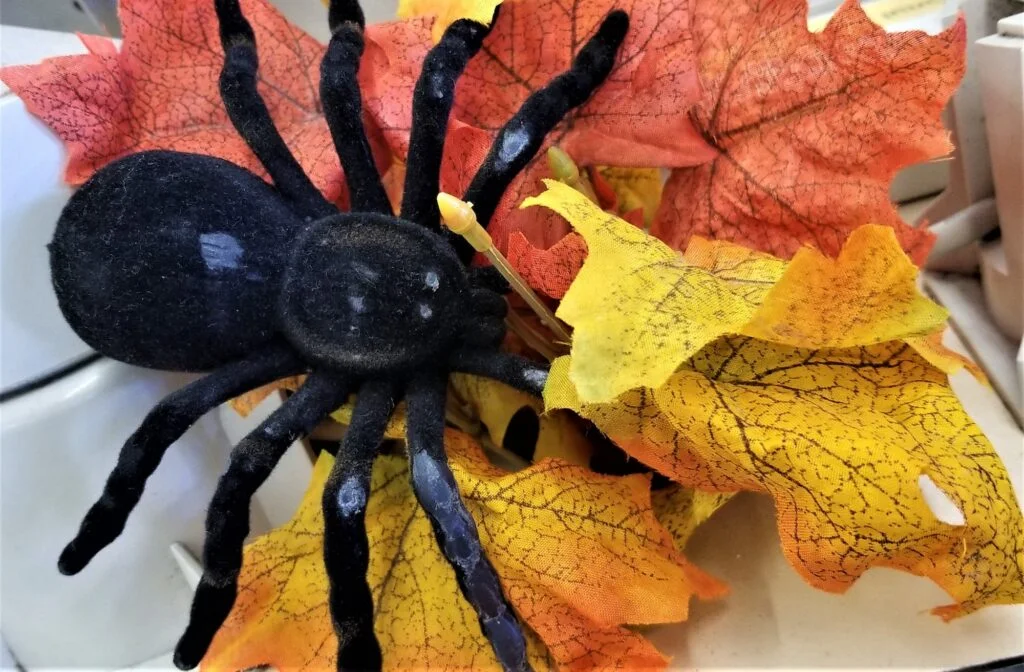 Black Widow Spider! Spider Hiding in Fall Leaves! Fall Flat Lay! Beware! Bugs and Insects!