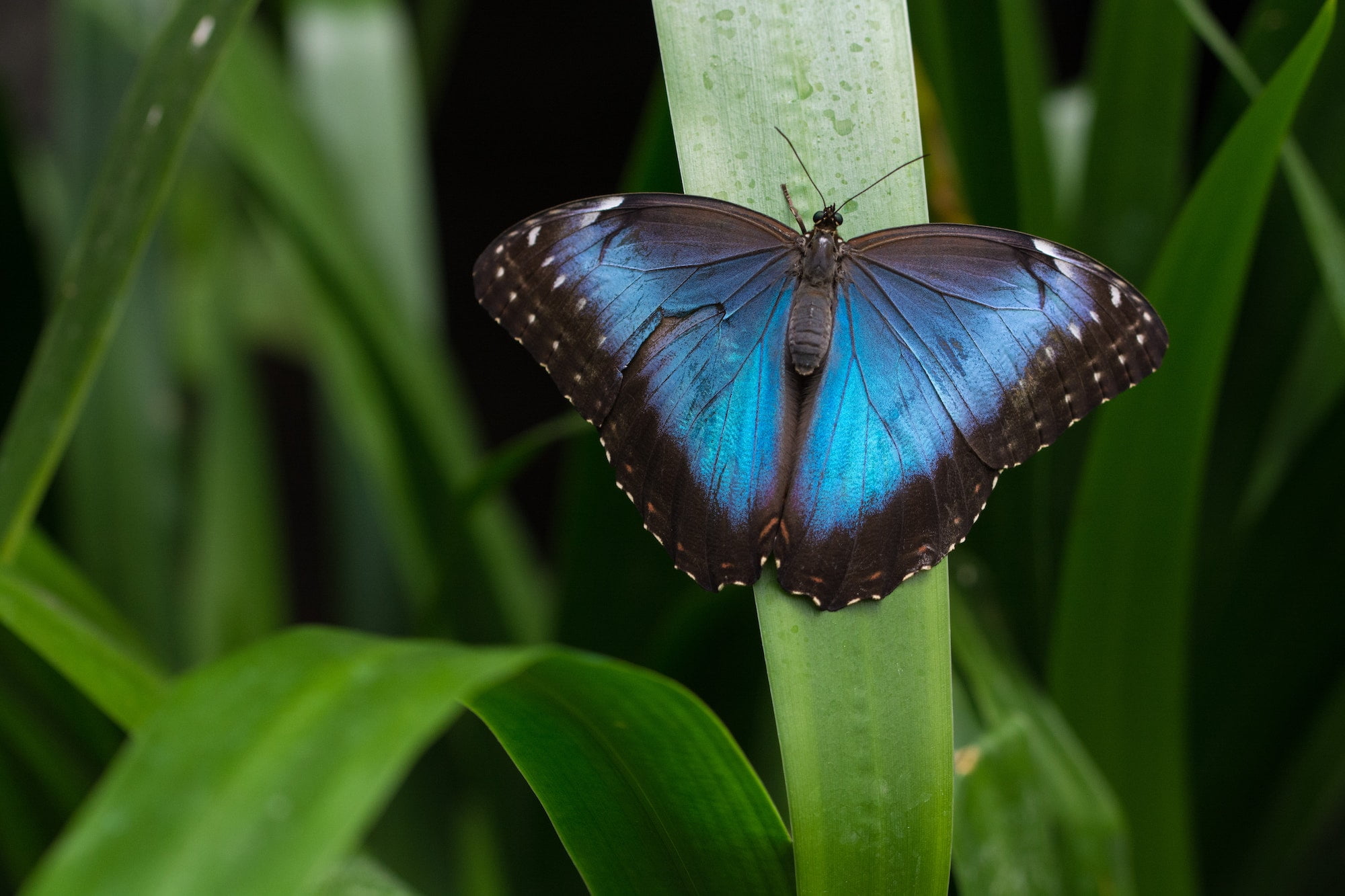 Mariposa Morpho. Foto por Envato.